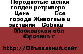 Породистые щенки голден ретривера › Цена ­ 25 000 - Все города Животные и растения » Собаки   . Московская обл.,Фрязино г.